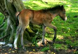 Foal
