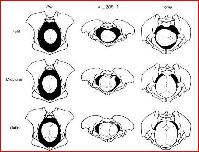 Baby Pelvis