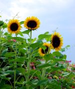 sunflower sunflower