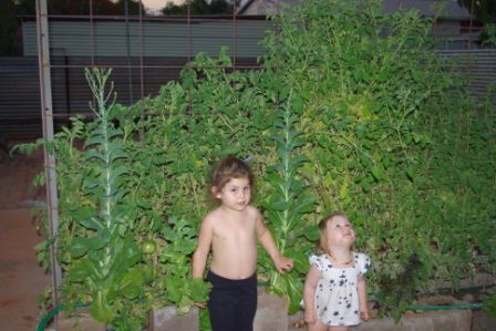 The Lettuce Trees