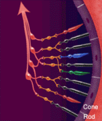 retina retina