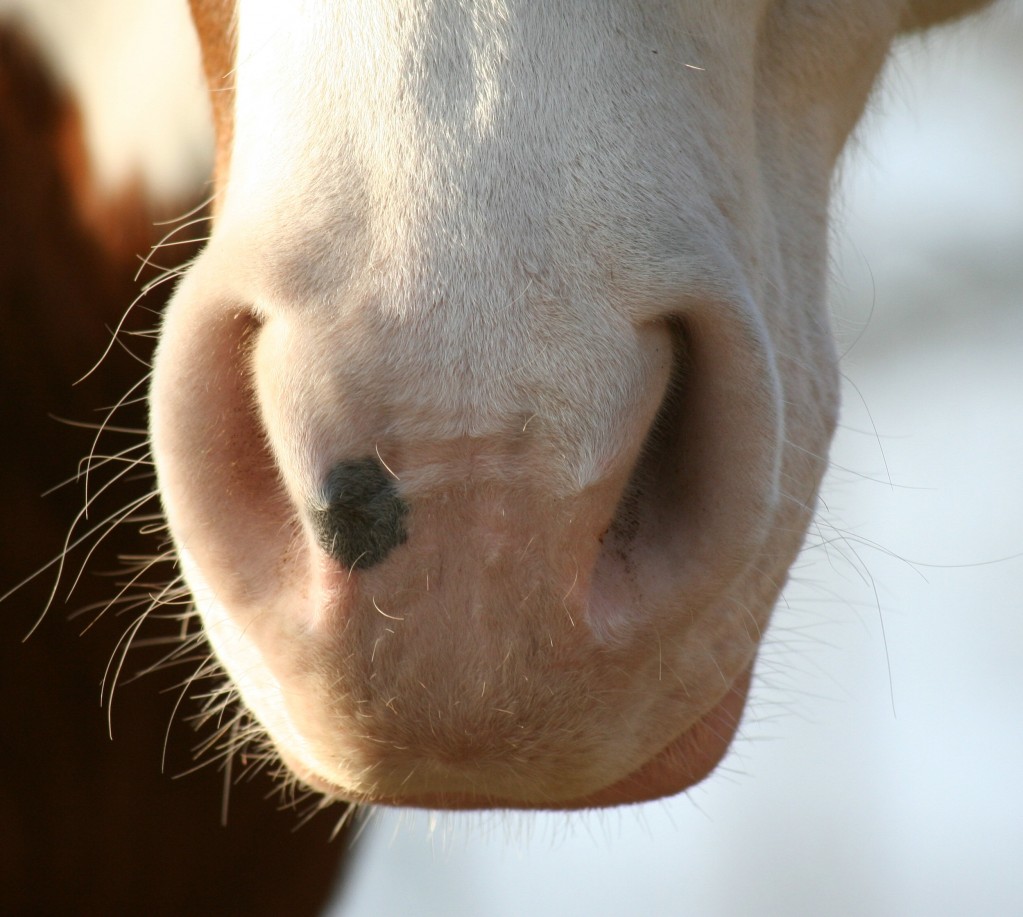 horse snot