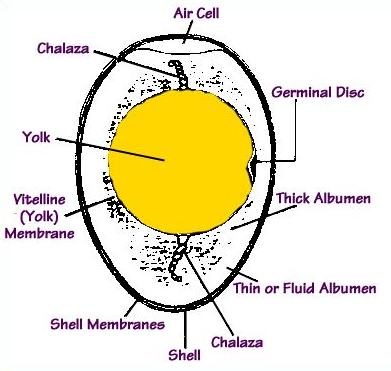Inside Egg