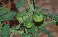 Post image for A Tale of Two Tomato Bushes