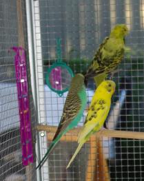 Post image for Our New Budgies