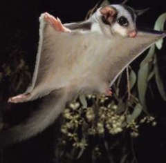 glider