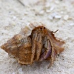 hermit-crab