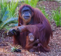 Orang Utans