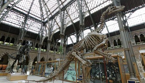 Dinosaur skeletons at the Oxford Museum of Natural History