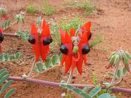 Sturt's Desert Pea Sturt's Desert Pea