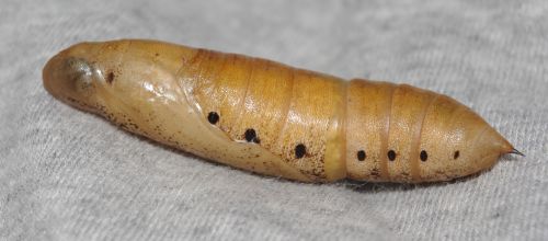 Chrysalis