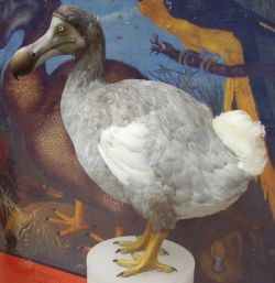 Dodo Dodo