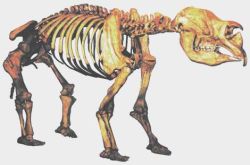 Diprotodon Diprotodon
