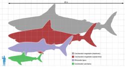 Megalodon Megalodon