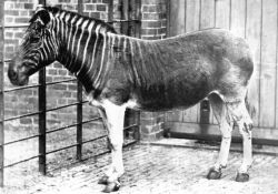 Quagga Quagga
