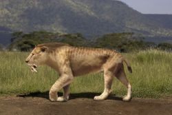 Smilodon populator Smilodon populator