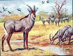 blue antelope blue antelope