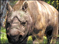 Diprotodon