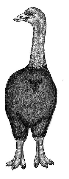 elephant bird elephant bird