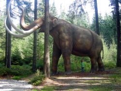mammoth mammoth