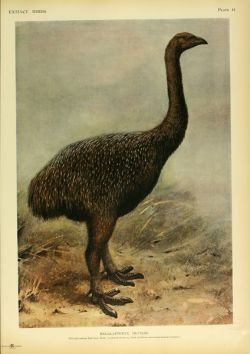 moa moa