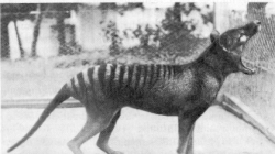 tasmanian tiger tasmanian tiger