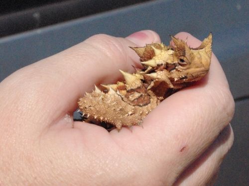 Thorny Devil