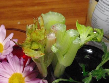 Rainbow Celery