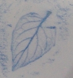 Leaf Rubbings