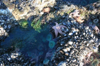 Tidal pools