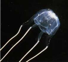 Box Jellyfish