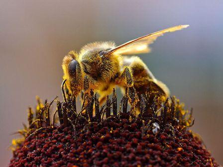 bee carrying pollen