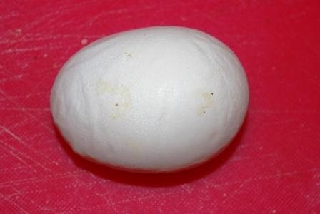 Slab-sided Egg
