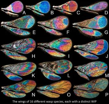 Colour Answers — Science@home