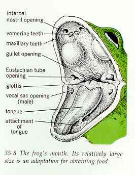 What is the purpose of a frog's eustachian tube?