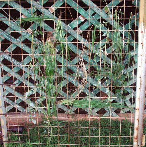 Grass Weaving