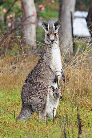 Kangaroo and joey