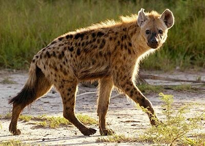 Post image for Spotted Hyaenas have it tough