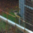 Thumbnail image for Wordless Wednesday – Kingfisher