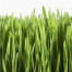 Thumbnail image for Kid Question: Why is Grass Green?