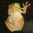 Thumbnail image for Kid Questions: Do Frogs Have Lips?