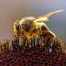 Thumbnail image for Kid Questions: How do Bees Carry Pollen?