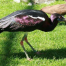Thumbnail image for Birds Walk on Their Toes