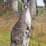 Thumbnail image for Koalas are not failures