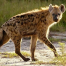 Thumbnail image for Spotted Hyaenas have it tough