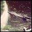 Thumbnail image for Wordless Wednesday – Crocodylus Park
